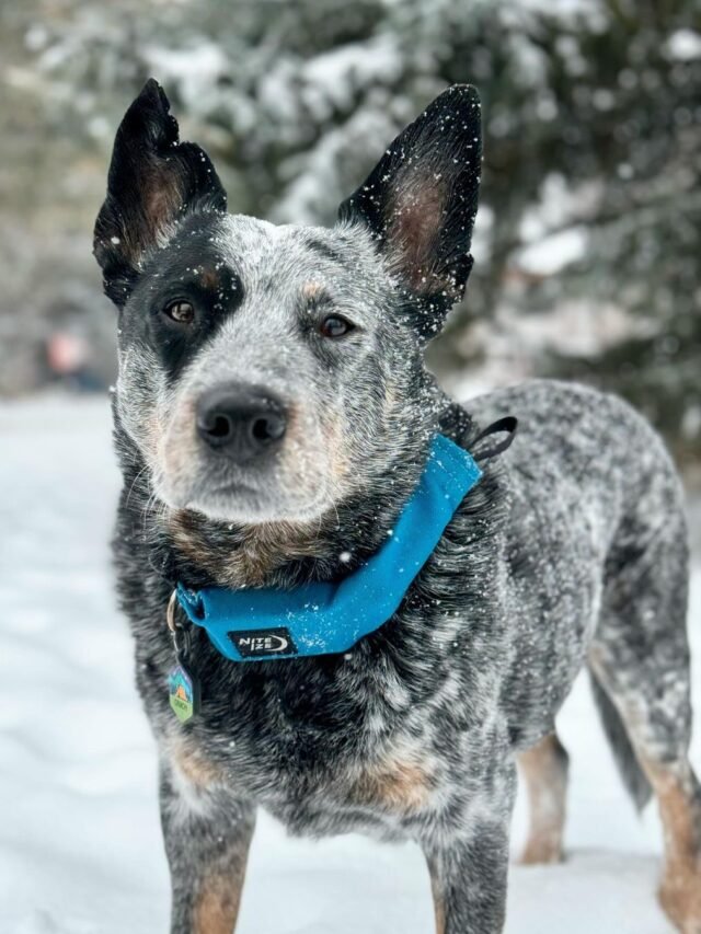 Blue Heeler