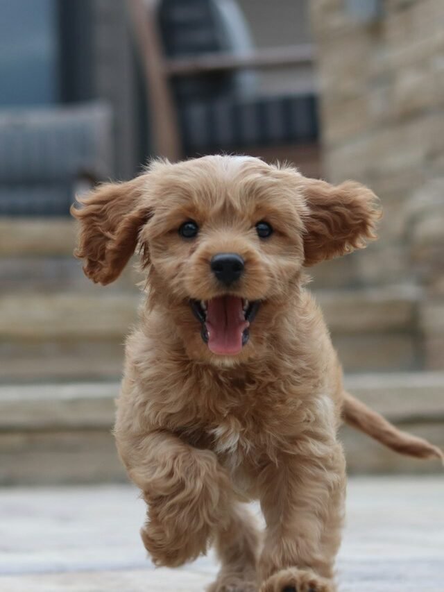 long-coated brown puppy selective focus photo